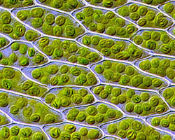 Plant leaf cells