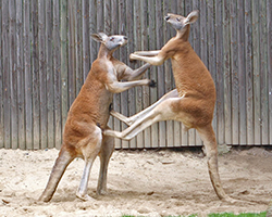 Two red kangaroos fighting