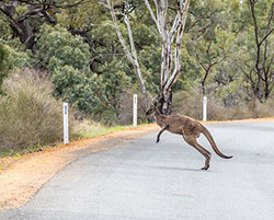 A kangaroo crossing a paved road