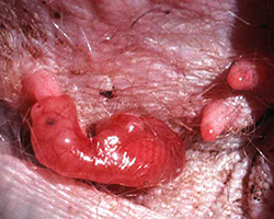 Kangaroo fetus