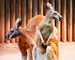 Kangaroo female with closed pouch