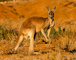 Large red kangaroo