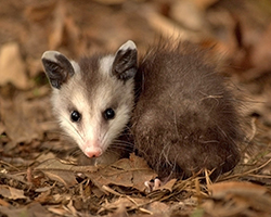 Young virginia opossum