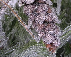 Frozen pine cone