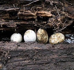 lizard eggs