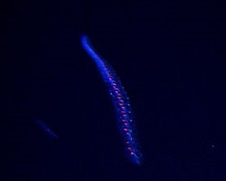 bioluminescent siphonophore