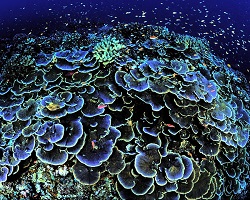 Coral reef at Jarvis Island