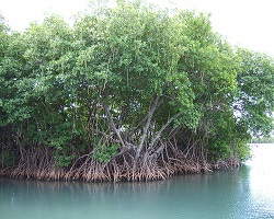  forêt de mangrove
