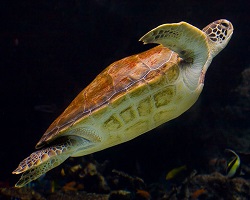 Les tortues marines