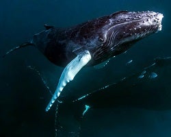 Baleine à bosse