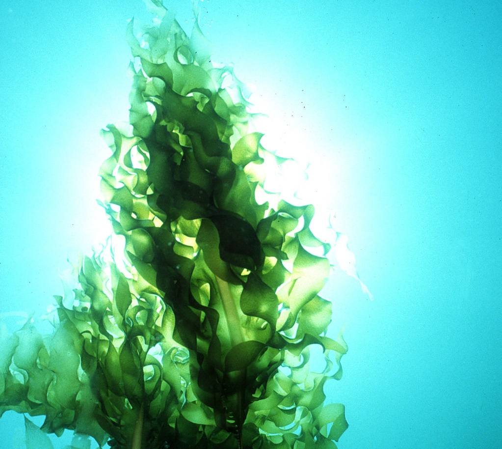 Photosynthetic Organisms of the Ocean | Ask A Biologist