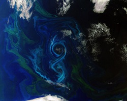 Phytoplankton algal bloom
