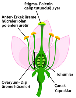 cicek anatomisi