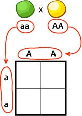 Punnett Square, aa x AA