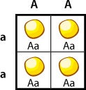 Green Eyes Punnett Square