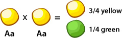 Aa x Aa = 3/4 yellow, 1/4 green