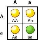 Punnett Square, crossing 2 heterozygotes