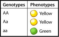 Punnett Square, results of heterozygous cross