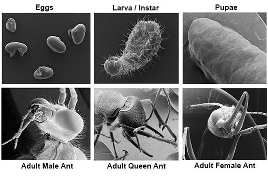 ant metamorphosis