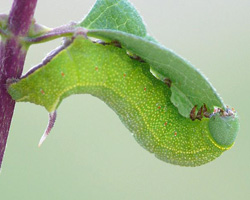 Beehawk larva