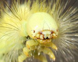 Moth larva
