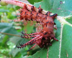 regal moth larva