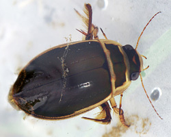 great diving beetle