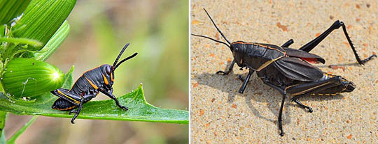 Grasshopper nymph and adult