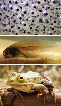 metamorphosis frog