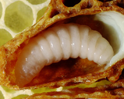 honey bee larva