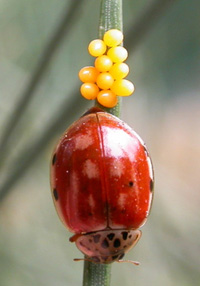 ladybug and eggs