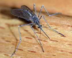 mosquito adult
