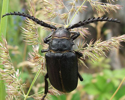 Paloverde beetle