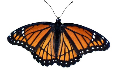 viceroy butterfly