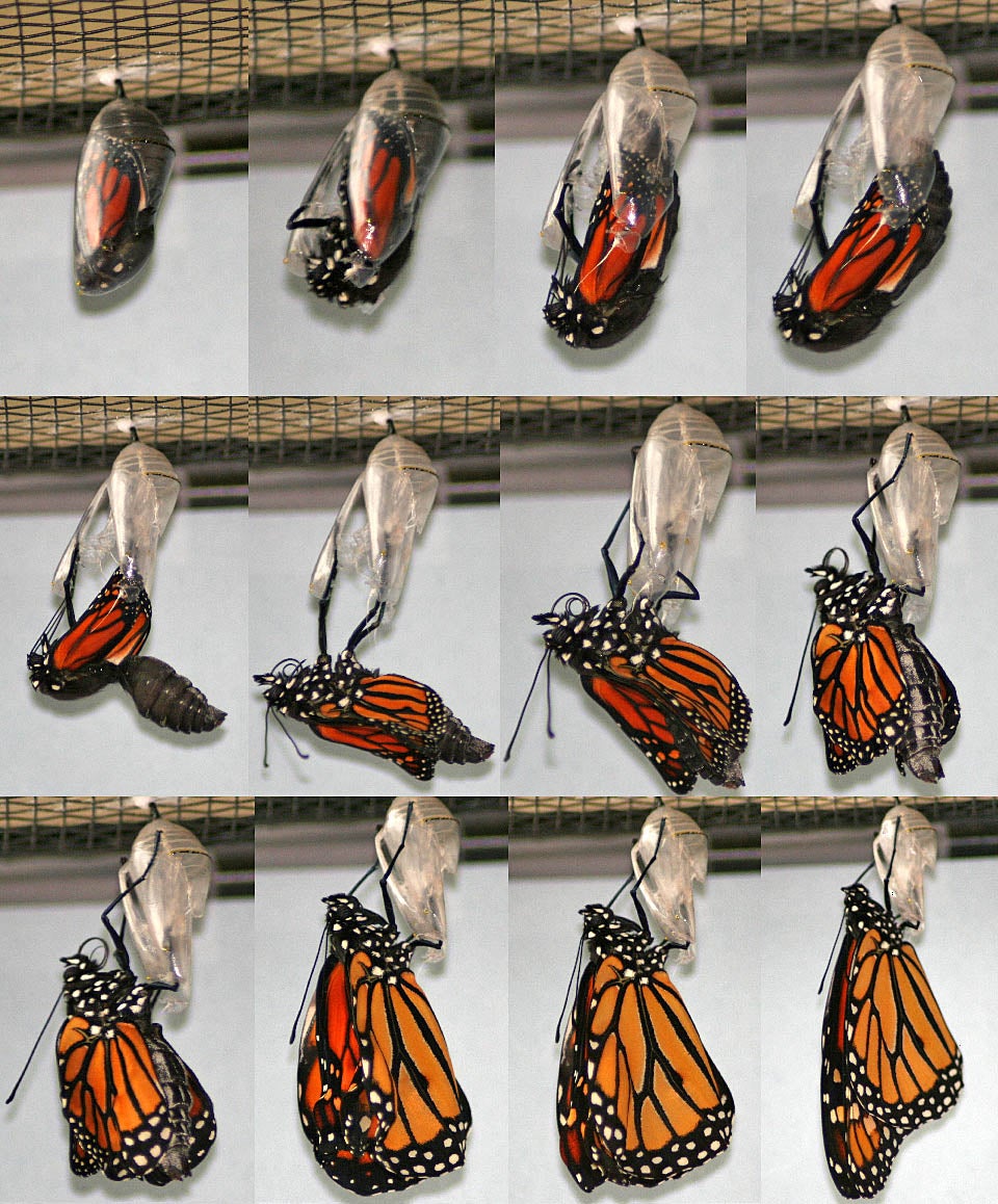 Monarch Life Cycle Ask A Biologist