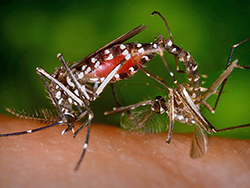 Two mosquitoes attached by the ends of their abdomens, mating