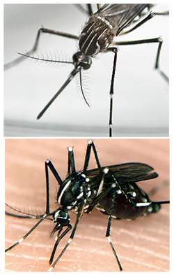 Two mosquito images stacked, with Aedes aegypti on top and Aedes albopictus on the bottom