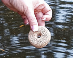 A woman's hand putting a BTI mosquito dunk (a wafer made of bacteria) into a body of water.