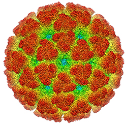 A colored illustration showing the structure of the virus that causes Chikingunya