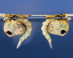 A close-up image of two Culex mosquito pupae