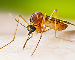 A close-up image of the mosquito Culex quinquefasciatus, which transmits West Nile Virus and some encephalitis.