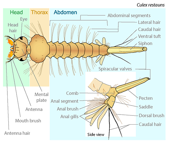 External anatomy of a larva