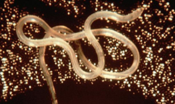A microscopic filarial worm