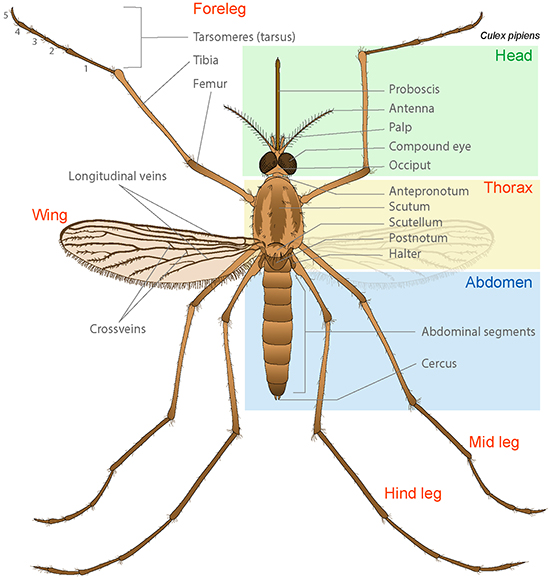 An image of external anatomy of mosquitoes