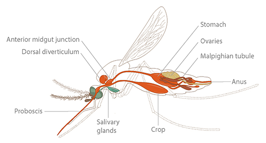 The internal anatomy of an adult mosquito