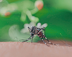 An Aedes mosquito biting a person