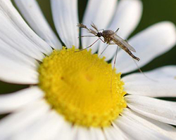 A mosquito resting on a flower