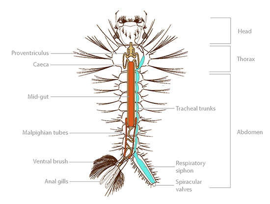 The internal anatomy of a larval mosquito