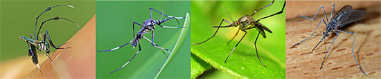 Four images of different mosquitoes that are &quot;pretty&quot;... blue, metallic, and more