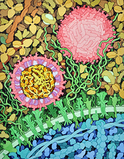 A creative illustration of the Zika virus attaching to a cell, by artist David Goodsell.